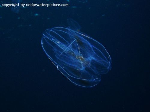 /dateien/mt33891,1226473800,normal 2081-024 Rippen Qualle - Lobate Comb Jelly - Bolinopsis infundibulum k